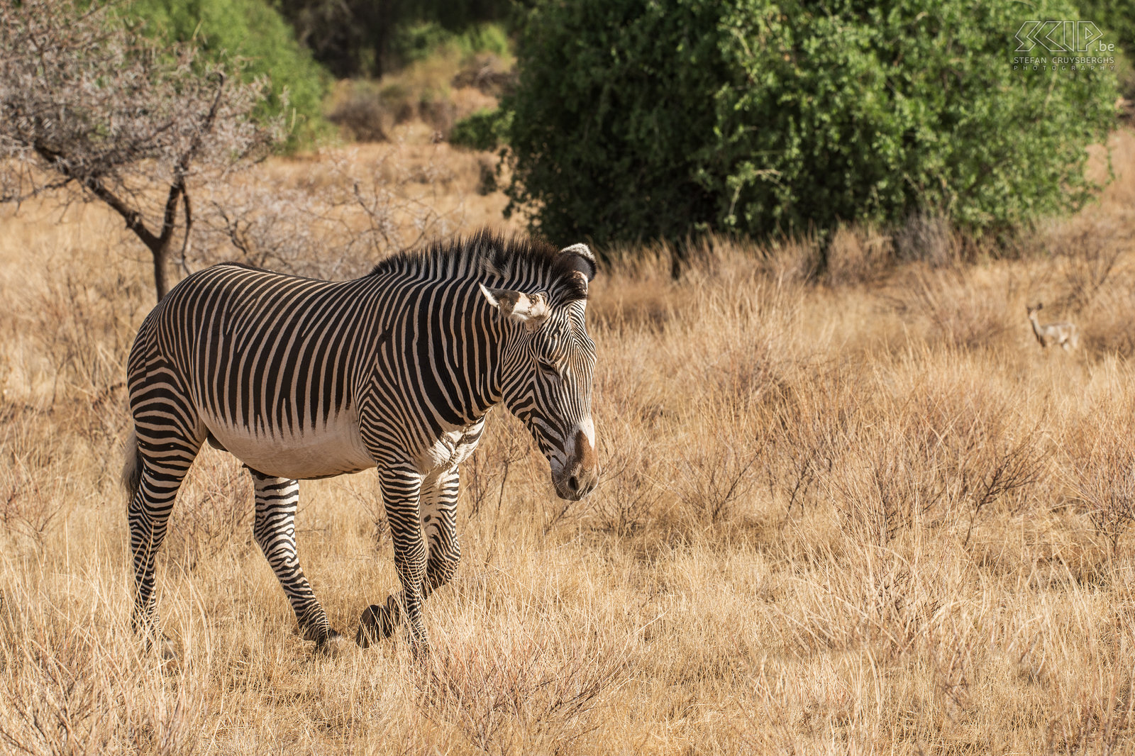 Samburu - Grévyzebra De grévyzebra (Equus grevyi) is de grootste en meest bedreigde van de drie soorten zebra’s. Deze soort leeft niet in grote groepen zoals de gewone zebra. Ze hebben een bredere hals, de strepen zijn smaller en ze hebben een witte buik.<br />
 Stefan Cruysberghs